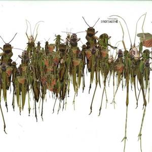 Digitaline–Tapadaka